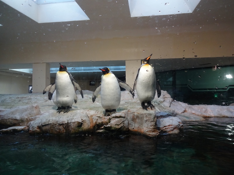 18.01.2017 - Besuch im Tiergarten Schönbrunn, 1a, 1b