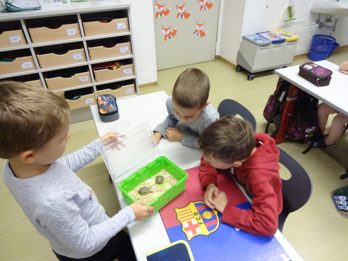 20.09.2017 - Schildkröten in der 1c