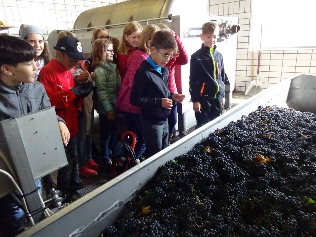 28.09.2017 - Weinlese - 4b